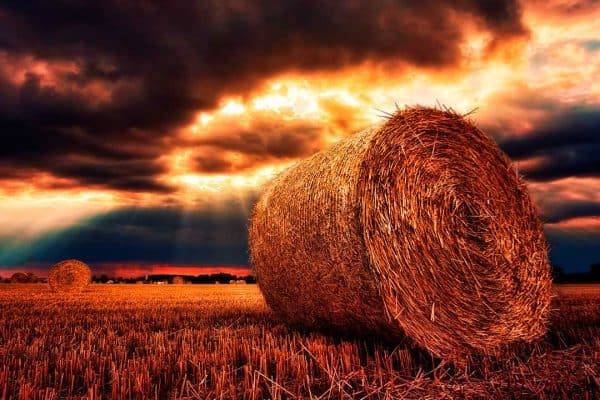 Whatsoever a Man Soweth