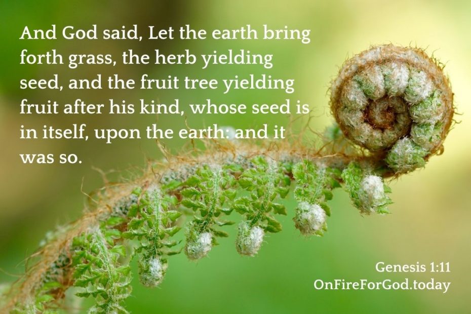 Genesis 111 — Grass and Herb Yielding Seed