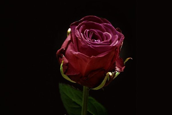 Ecclesiastes 3:4 Rose