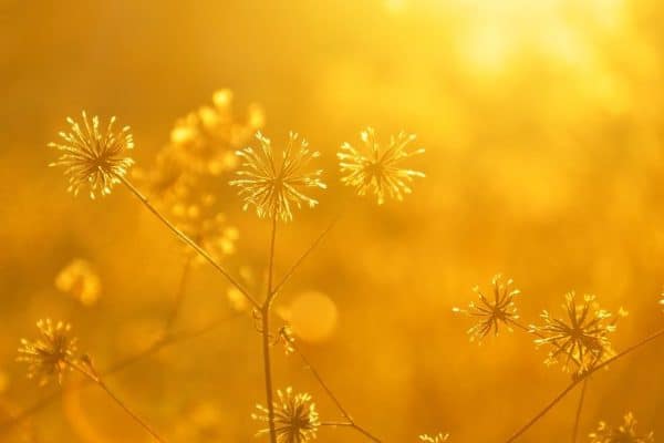 Genesis 2:3 Seventh Day