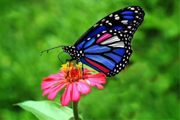 Romans 1:20 Butterfly